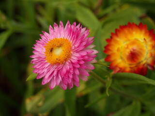 Zbliżenie na roślinę z gatunku Acroclinium © Kumulugma
