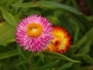 Zbliżenie na roślinę z gatunku Acroclinium © Kumulugma