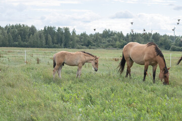 Fototapeta premium Beautiful purebred horses on a horse farm in summer.