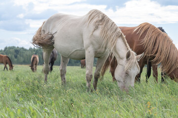 Beautiful purebred horses on a horse farm in summer. © shymar27