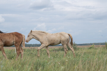Obraz premium Beautiful purebred horses on a horse farm in summer.