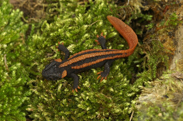 Closeup on the colorful but endangered Chinese Red-tailed Knobby Newt, Tylototriton kweichowensis