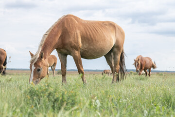 Fototapeta premium Beautiful purebred horses on a horse farm in summer.