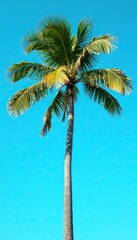 Obraz premium Palm trunk isolated on a bright blue background, blue, palm, clear