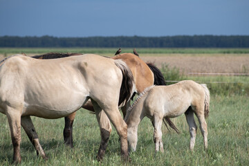Fototapeta premium Beautiful purebred horses on a horse farm in summer.