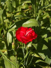 Zbliżenie na kwiat goździka © Kumulugma