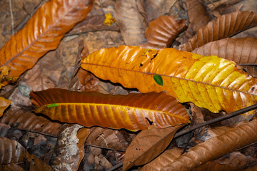 dirty fallen brownish old leaves backgroud with mud on the floor