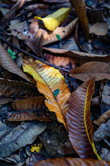 dirty fallen brownish old leaves backgroud with mud on the floor
