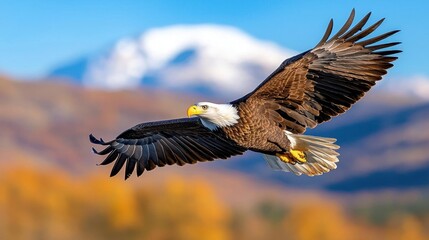 Fototapeta premium A photostock of a majestic bald eagle soaring through the sky with a mountain range in the background, symbolizing freedom and power. High Quality