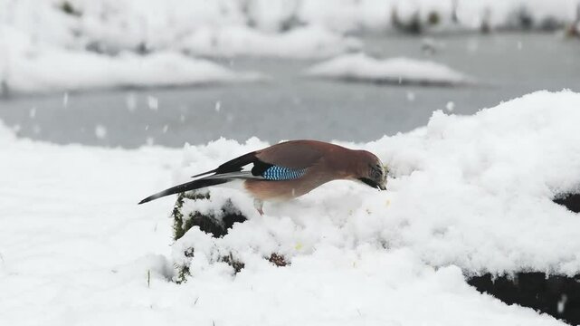 Eichelh&auml;her (Garrulus glandarius)    
