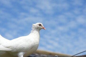 The White Dove typically refers to various species of doves and pigeons, particularly those in the...