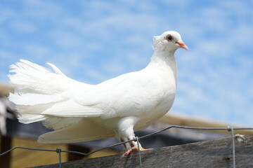 The White Dove typically refers to various species of doves and pigeons, particularly those in the...