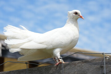 The White Dove typically refers to various species of doves and pigeons, particularly those in the...
