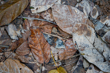 dirty fallen brownish old leaves backgroud with mud on the floor