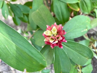 Close-up of red Indian Head Ginger flowers in a garden.