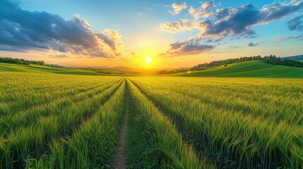 Obraz premium A field of grass with a sun shining through the clouds