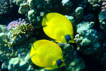 Masked butterflyfish or bluecheek butterflyfish (Chaetodon semilarvatus) undersea, Red Sea, Egypt, Sharm El Sheikh, Montazah Bay
