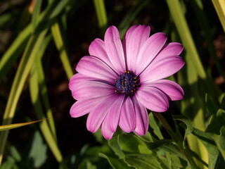 Zbliżenie na różowe kwiaty rośliny z gatunku osteospermum © Kumulugma
