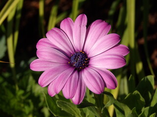 Zbliżenie na różowe kwiaty rośliny z gatunku osteospermum © Kumulugma