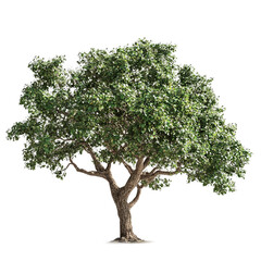 oak tree lush foliage nature beauty isolated on a white background