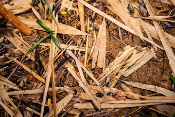 dirty fallen brownish old leaves backgroud with mud on the floor