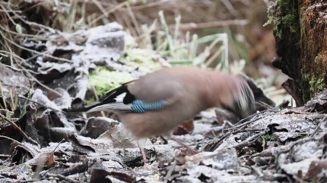 Eichelh&auml;her (Garrulus glandarius)    