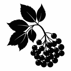 Obraz premium Elegant Elderberry Silhouette Vector Art