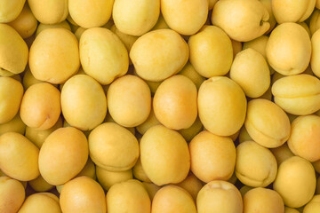 A Bountiful Pile of Bright and Fresh Yellow Apricots Gathered Together in a Local Market