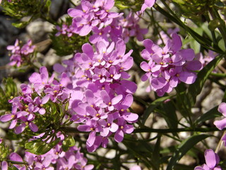 Zbliżenie na kwiaty rośliny z gatunku Iberis aurosica © Kumulugma