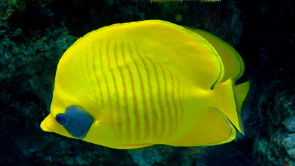 Masked butterflyfish or bluecheek butterflyfish (Chaetodon semilarvatus) undersea, Red Sea, Egypt, Sharm El Sheikh, Montazah Bay