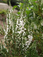 Zbliżenie na kwiat wrzosu © Kumulugma