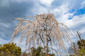 京都府円山公園　満開のしだれ桜　
