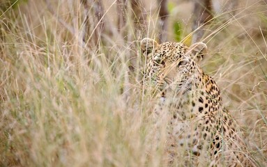 leopard in the grass