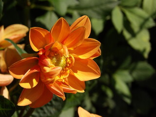 Zbliżenie na kwiat rośliny z gatunku dalia © Kumulugma