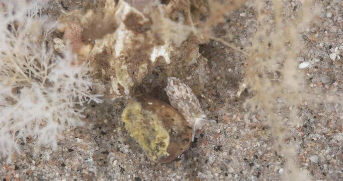 Young sea slug Aeolidia papillosa close up, order Nudibranchia, Mollusca phylum, family Aeolidiidae. Feed on hydroid polyps Aulactinia stella. White Sea.