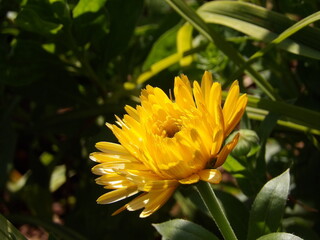 Zbliżenie na kwiat rośliny z gatunku nagietek © Kumulugma