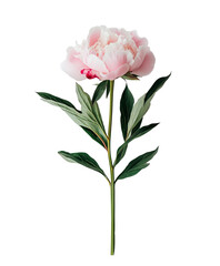 Fototapeta premium pink peony flower with stem on a white background