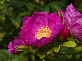 Zbliżenie na kwiaty róży © Kumulugma