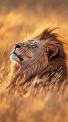 wildlife wallpaper of a lion resting in the golden grass, lion phone background