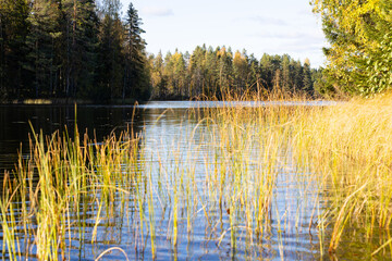 Sunny autumn lake view. Yellow fall foliage.