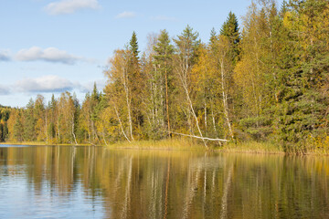 Obraz premium Sunny autumn lake view. Yellow fall foliage.