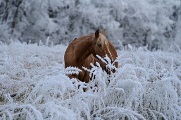 Winterwunderland mit Pferd. Goldenes Pferd steht frei im hohen Gras vor einem mit Raureif bedecktem...