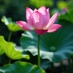 Obraz premium Delicate pink purple lotus bloom rises from ceramic pot, artistic, garden