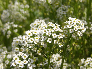 Zbliżenie na kwiat rośliny z gatunku Alyssum © Kumulugma