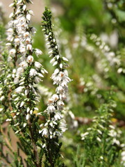 Zbliżenie na kwiat wrzosu © Kumulugma