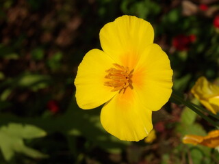 Zbliżenie na kwiat rośliny z gatunku Eschscholzia californica © Kumulugma