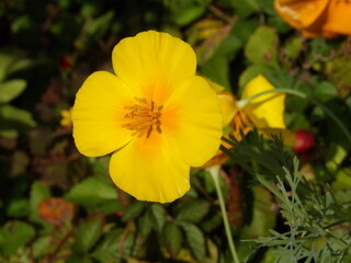 Zbliżenie na kwiat rośliny z gatunku Eschscholzia californica