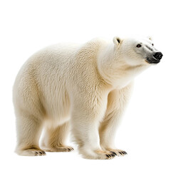 Polar bear right view A full body shot isolated on a white bakcground