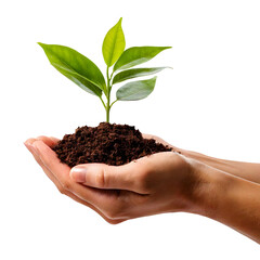 small pear tree in male hands, isolated on white