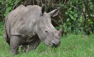 adorable baby southern white rhino orphan peacefully eating grass in the wild solio game reserve,...
